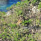 A Cape Procavia among the coastal vegetation