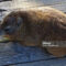 una Procavia su una passerella in legno di Boulders Beach