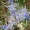 Blue thistles among wild grasses and brambles