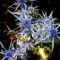 Blue thistles stand out against a black background